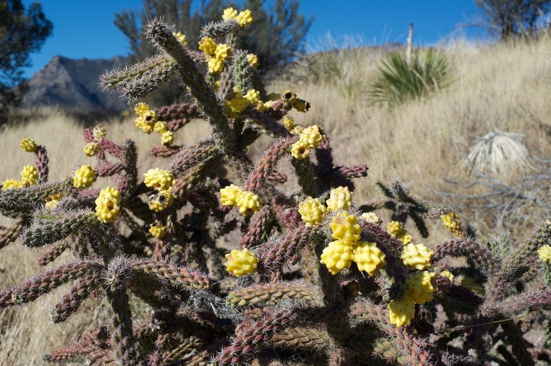 Cholla flower along the trail.