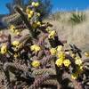 Cholla flower along the trail.