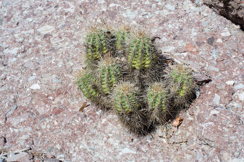 Even in the harsh, rocky environments, life finds a way.  Here, a young cactus grows out of the rock.