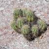 Even in the harsh, rocky environments, life finds a way.  Here, a young cactus grows out of the rock.