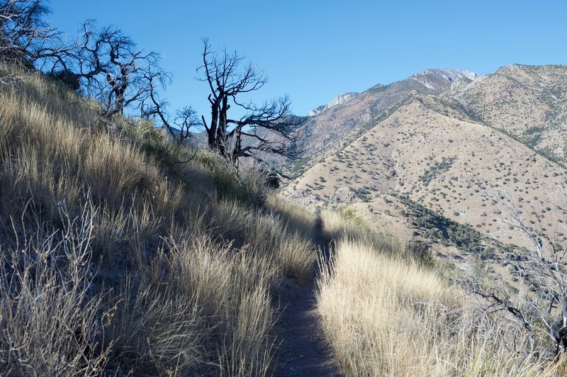 While the trail is narrow, it is easy traveling.  And depending on the time of day, you might get some shade from Coronado Peak.