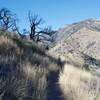 While the trail is narrow, it is easy traveling.  And depending on the time of day, you might get some shade from Coronado Peak.