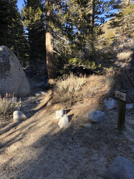 This can be confusing. The trail looks like it keeps going straight, but it ends up going up a tree and into a knot hole. Turn right and cross the bridge.