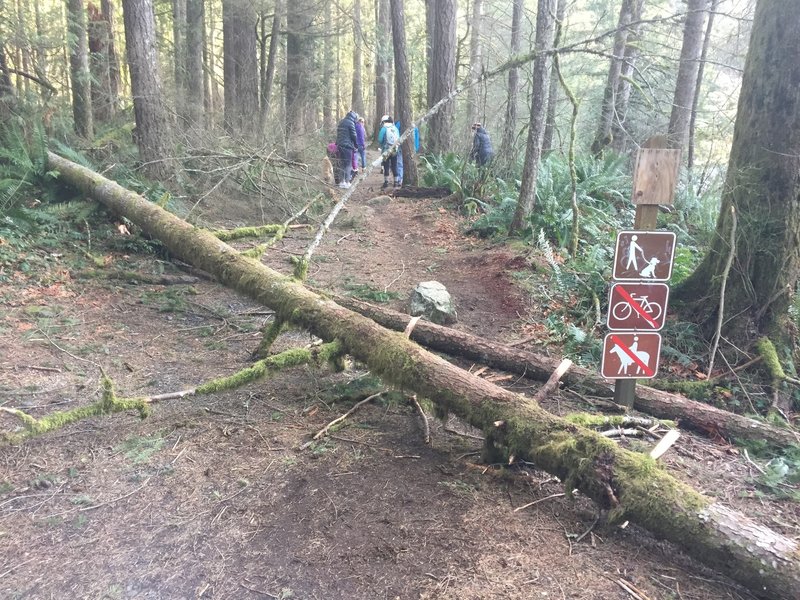 The tree down at the entrance of the trailhead