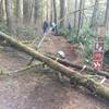 The tree down at the entrance of the trailhead