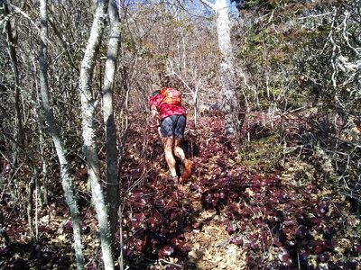 Nice "view" of the trail leading up to Rocky Knob and what you can expect.