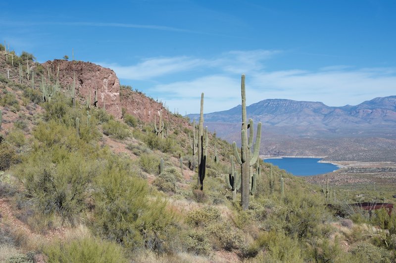 The view of the hillside and lake from the Cactus Patch Trail.