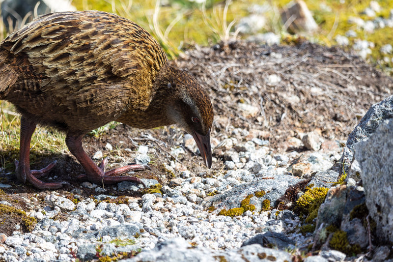 Weka - a playful bird.