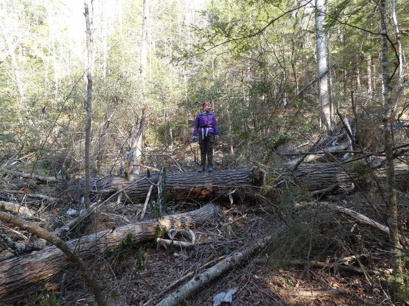 One of the many treefalls you'll be required to navigate along Trail 209