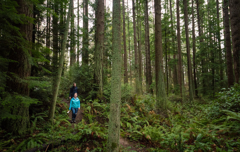 You'd hardly guess this trail skirts the road to the top of the hill.