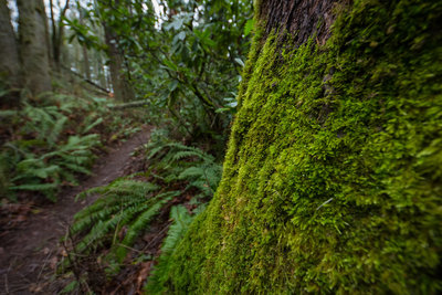 A variety of vegetation keeps Sehome Arboretum looking lush year-round.