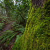 A variety of vegetation keeps Sehome Arboretum looking lush year-round.