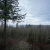 View from the top of the observation tower on an overcast winter afternoon.