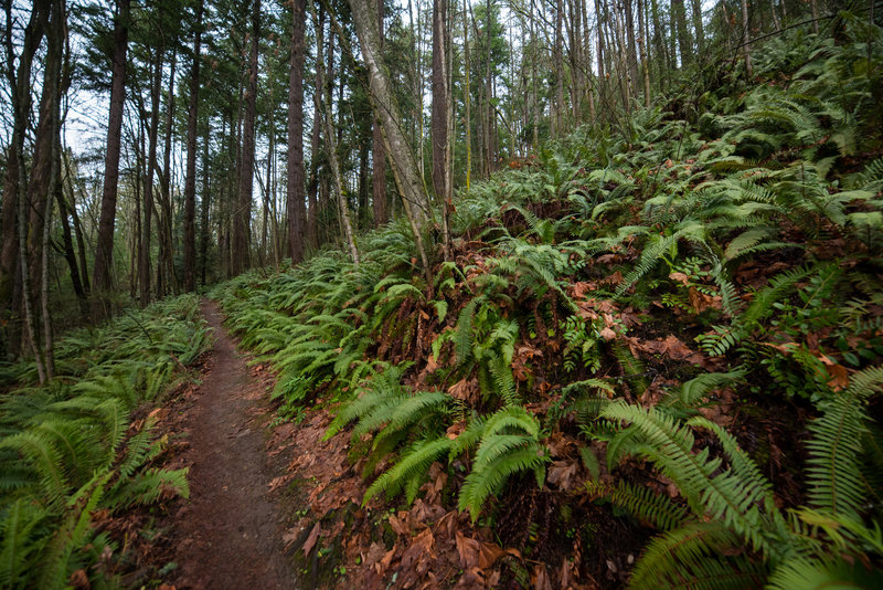 Get ready for lots of ferns along the Miller Hall Trail.