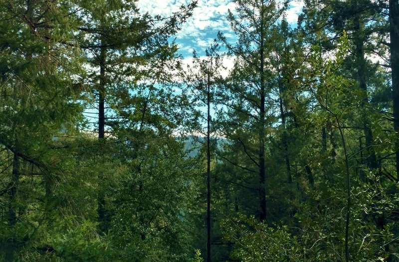 The ridge across the Amaya Creek Valley is seen through the beautiful forest along Amaya Creek Road.