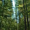 Amaya Creek Road goes through a beautiful, sunlit forest of tall trees - redwoods, firs, and oaks.