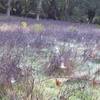 Spider webs in the meadow.