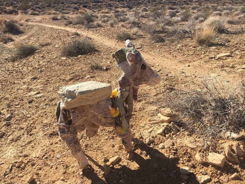 Burro adorned with rubber duckies