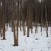 Seeds falling like snow off the trees, in the snow.