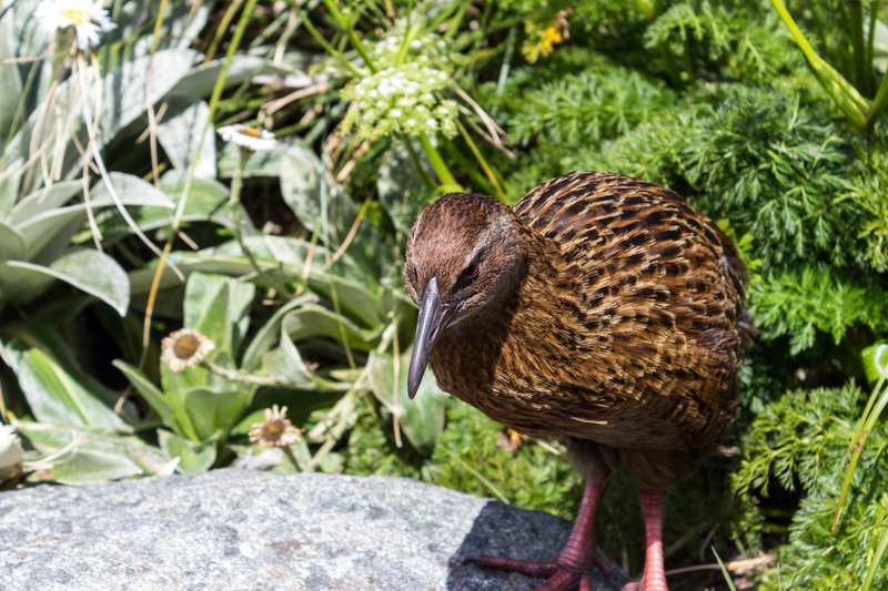 One of the very curious Wekas.