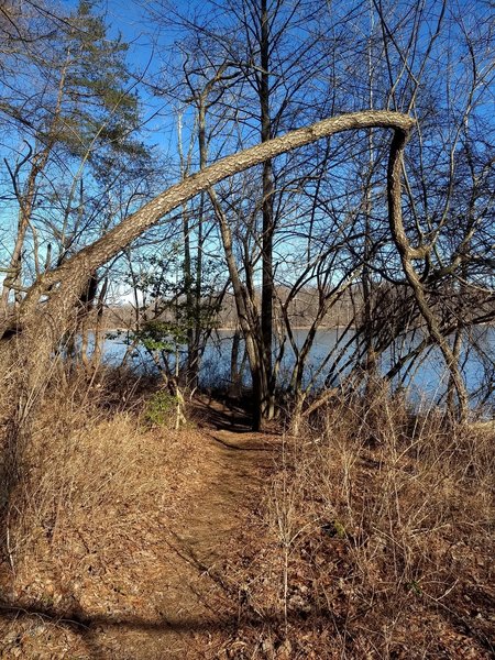 A view from the trail