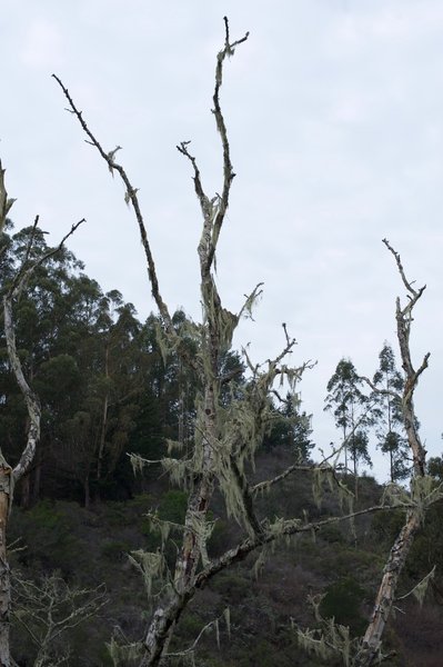 Due to the moisture in the area, moss can be seen growing on the trees and bushes in the areas.