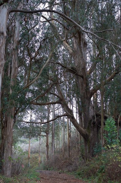 The trail moves in and out of eucalyptus groves as it makes its way up the valley.