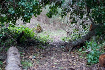 From here, the trail passes under a fallen tree and becomes a singletrack dirt trail. It's little more than an animal trail at this point.