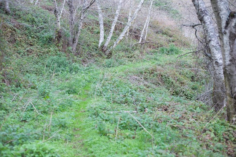 The trail is little more than an animal track at this point as it runs along Mills Creek.