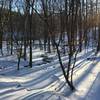 Pin Oak in Winter