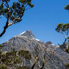 Mount Hart from the trees of the beech forest