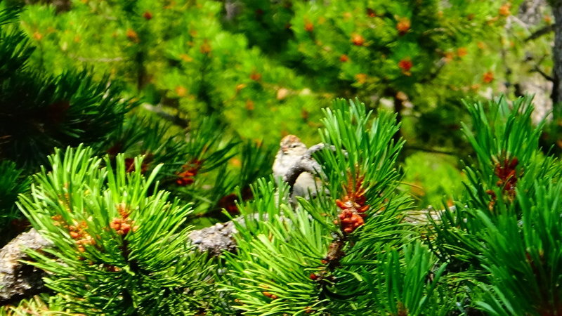 Bird on Lodgepole Branch, at Yellowstone Valley Truck Stop.