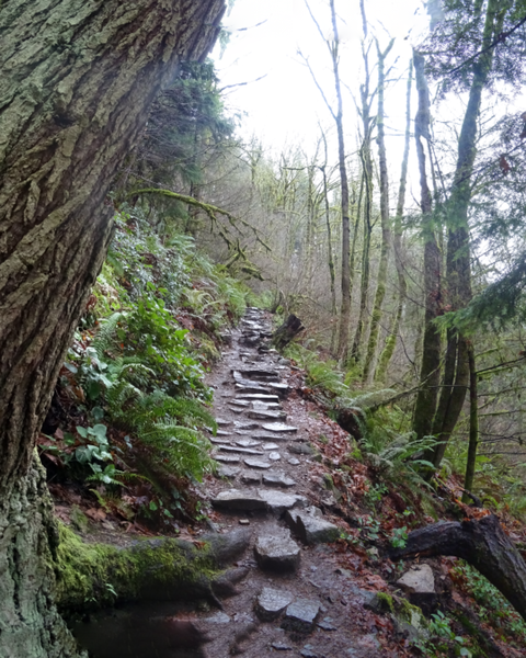 Rough-hewn staircase in the places the climb is a bit steep.