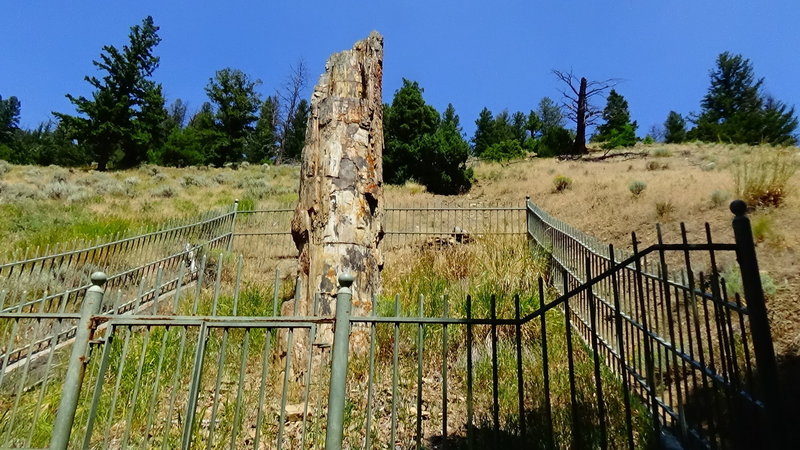 Petrified Tree at Tower Junction, WY.