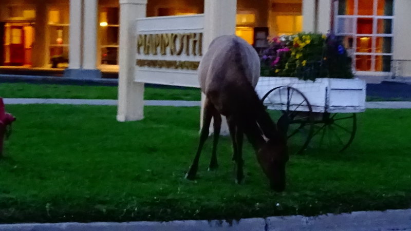 Elk in Mammoth Village