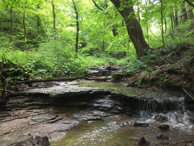 Falling Run Creek in the spring, when flows are high