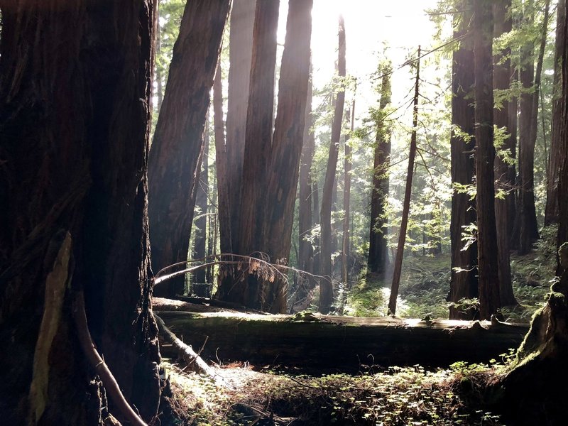 Morning light in the redwoods on Canyon Trail