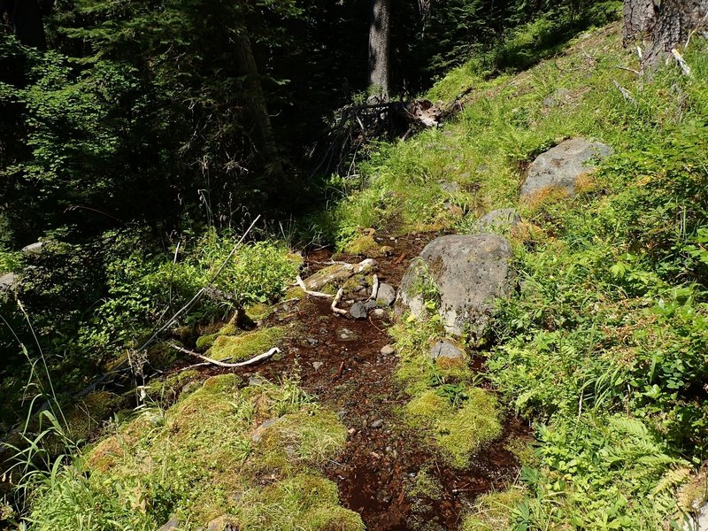 One of the springs along the King Spruce Trail