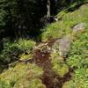 One of the springs along the King Spruce Trail