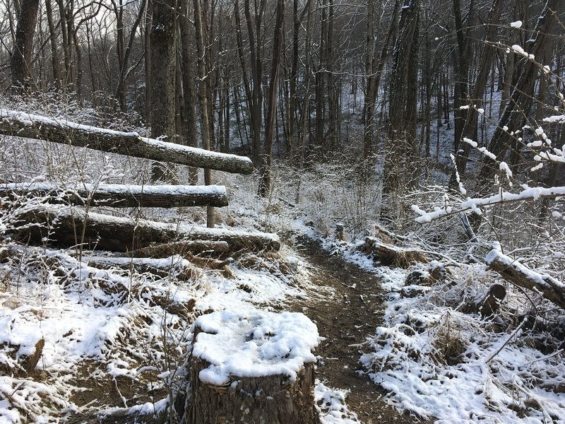 Cleared trees on the Beechwood Trail.