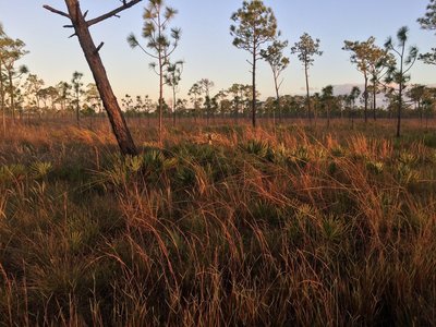 Whitetail deer in pine flat woods on Yellow Trail