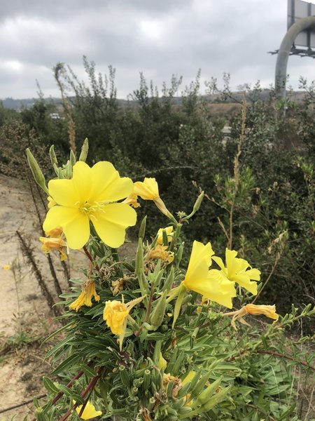 Flowers along 73.