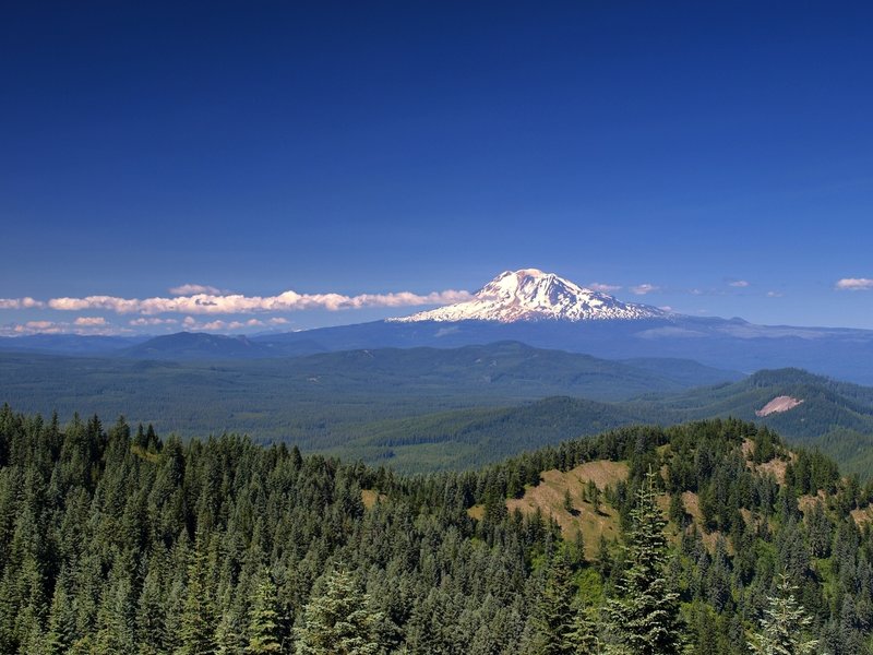 Mount Adams from the summit of Little Huckleberry.