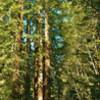 Sulphur Springs Road travels through the sunlit redwoods of Soquel Demonstration State Forest.