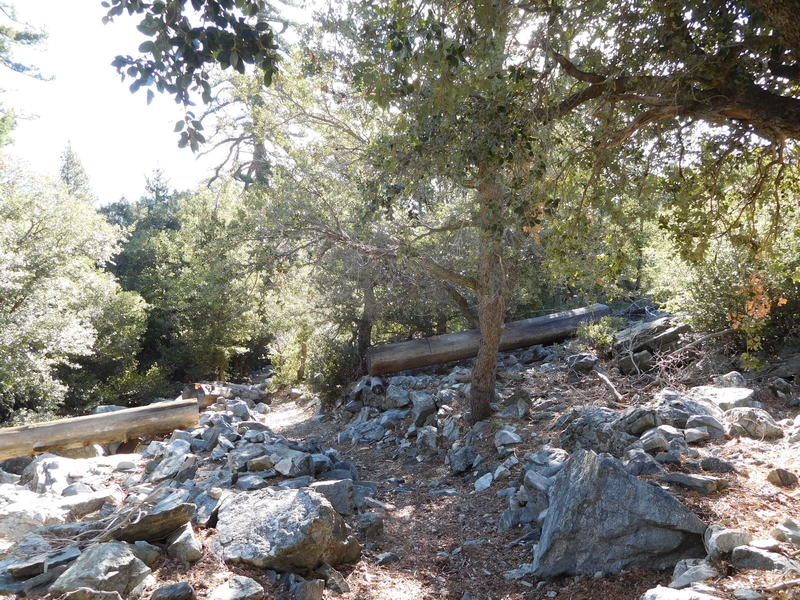 Oaks and pines along this well-built trail.