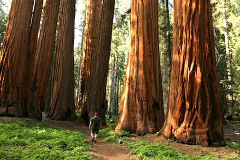 Man walks between a sequoia grove.