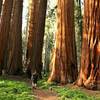 Man walks between a sequoia grove.