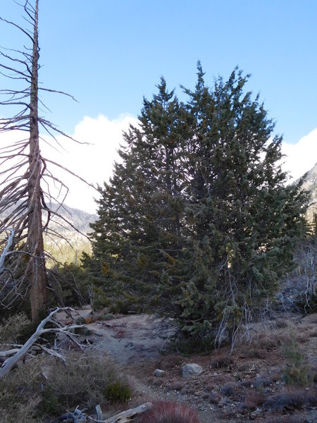 California juniper.