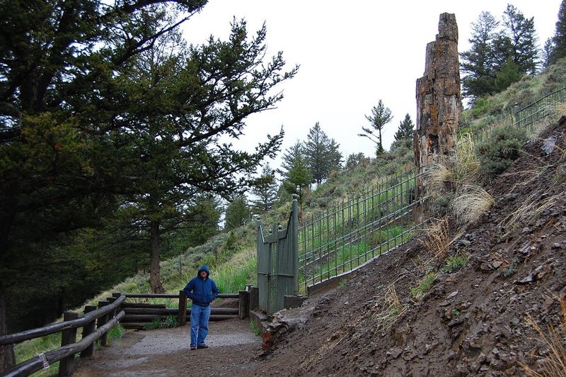 Petrified Tree.