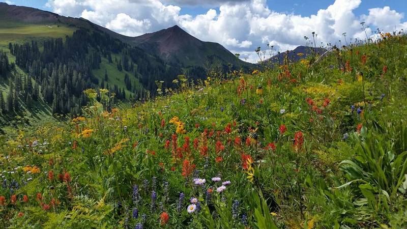 Wildflowers, looking southwest.